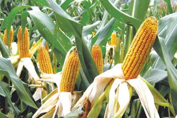 中科玉203玉米品种的特性，中等肥力以上地块种植