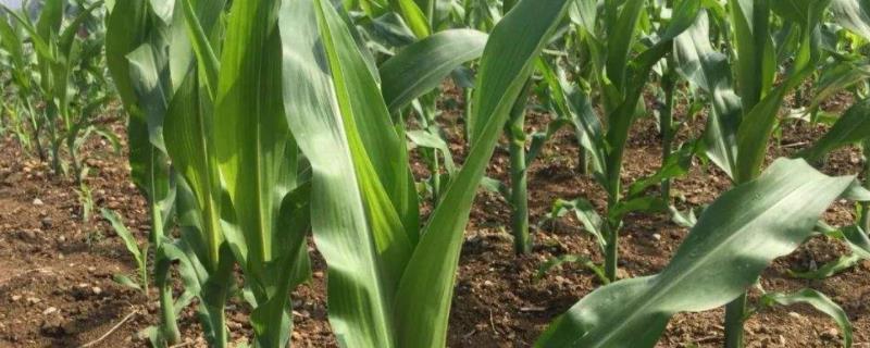 中科玉203玉米品种的特性，中等肥力以上地块种植