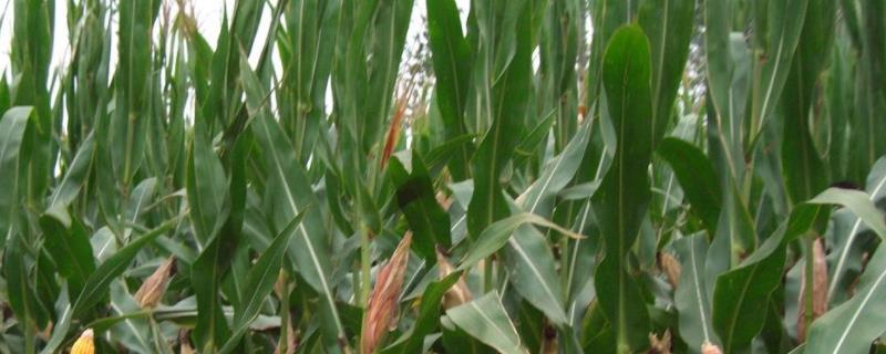 鸿基718玉米种子特征特性，中等肥力以上地块种植