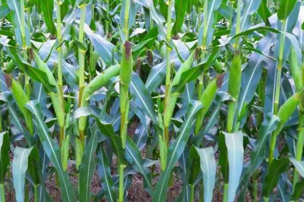新农605玉米品种简介，以有效防治地下害虫