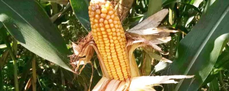 兴丰8玉米种子介绍，播种深度4－6厘米