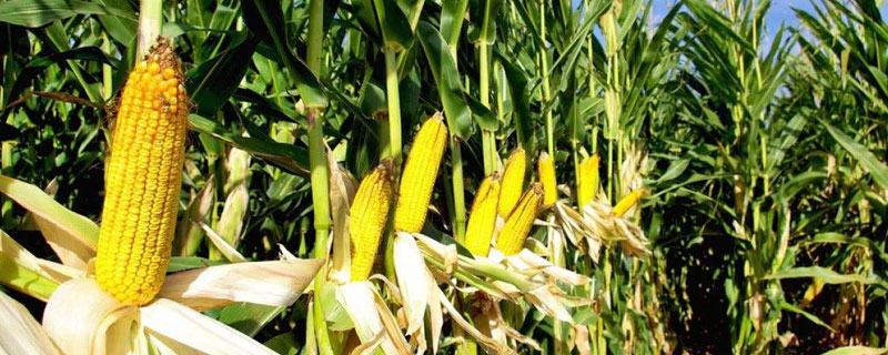 银玉439玉米种子介绍，每亩适宜种植密度5500株