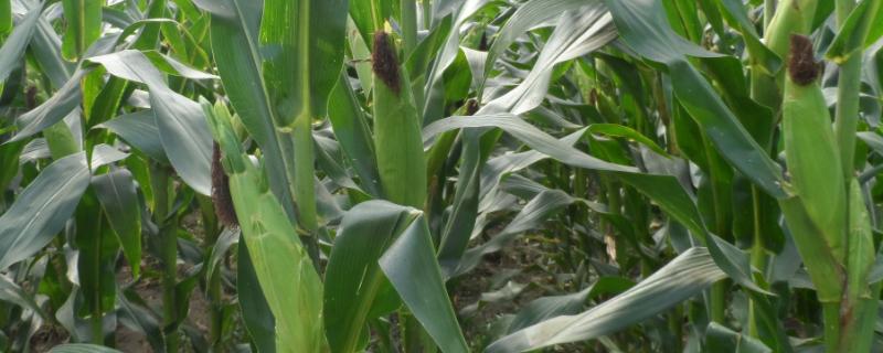 国丰201玉米种子特征特性，中等以上肥力地块种植