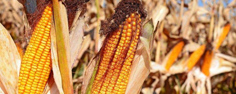 新农605玉米品种简介，以有效防治地下害虫
