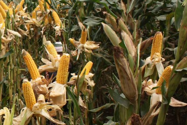 松玉601玉米种简介，保苗密度为6000株/亩