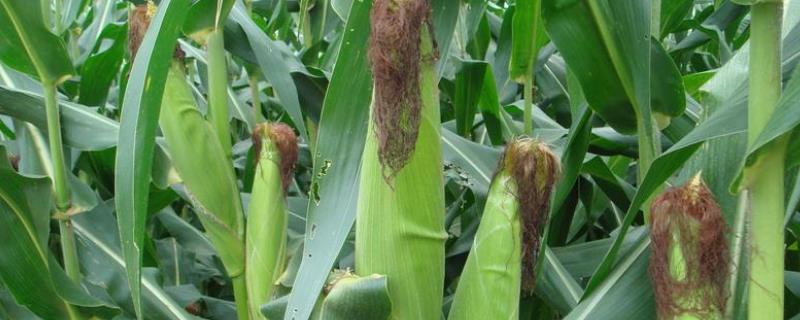 兆育531玉米种子特征特性，喇叭口期用药剂防治玉米螟危害