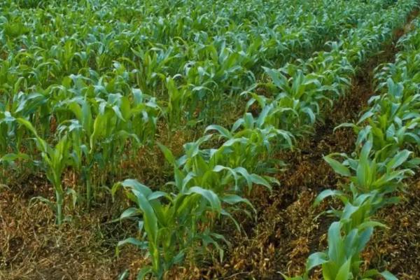 鸿基718玉米种子特征特性，中等肥力以上地块种植