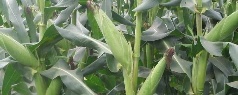 吉大219玉米种子特征特性，选择中等肥力以上地块种植