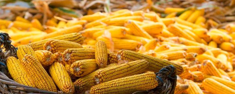 松玉601玉米种简介，保苗密度为6000株/亩