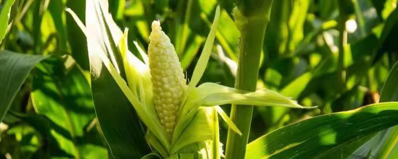 先玉1811玉米种子介绍，种植密度5000株/亩
