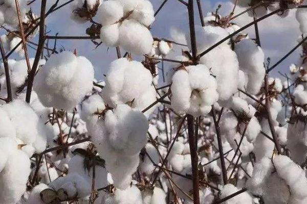 创棉517棉花品种简介，非转基因早中熟常规棉品种