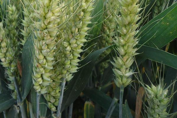 华诚6号小麦品种的特性，高肥水田适当降低播种量