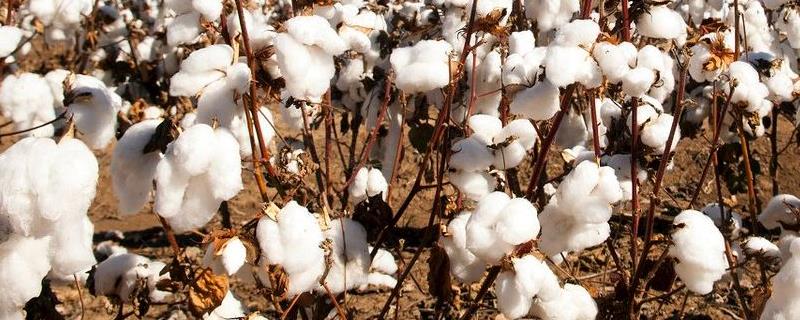 中棉所9711棉花种子特征特性，春播生育期116天