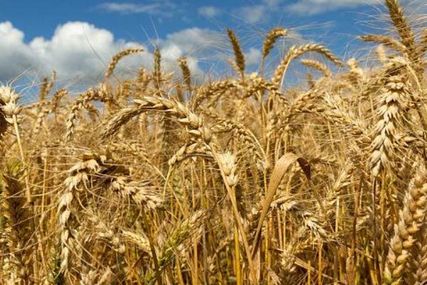丰麦216小麦品种简介，高抗白粉病