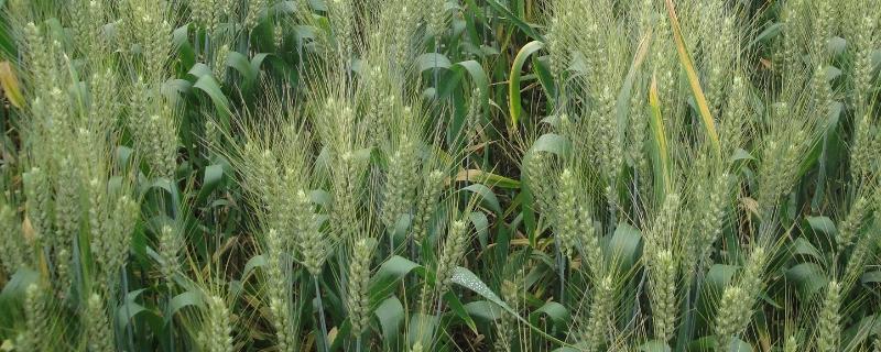 郑麦1342小麦种子特征特性，适宜播种期10月上中旬