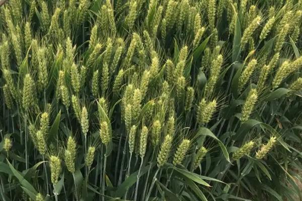 隆平899小麦品种简介，适宜播期10月上中旬