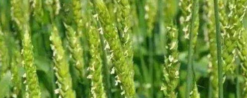 丰麦216小麦品种简介，高抗白粉病