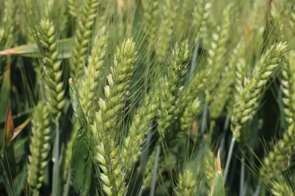 隆平899小麦品种简介，适宜播期10月上中旬