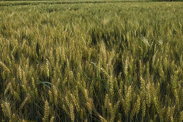 西农99小麦种子特点，适宜播种期为10月中下旬