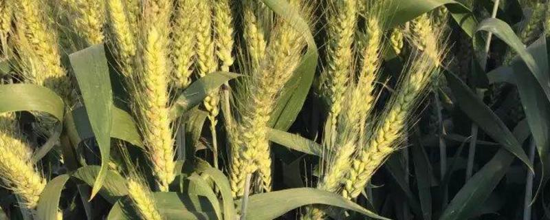 伟隆169小麦品种简介，全生育期216天