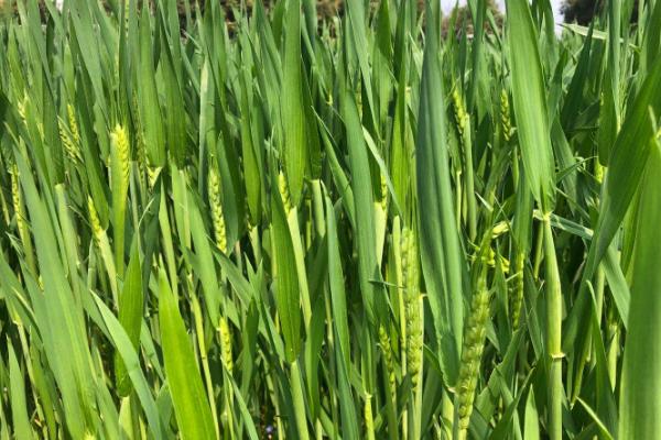 大平原1号小麦品种简介，适宜播期10月中下旬