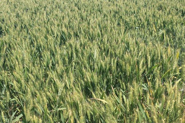 华麦8号小麦种子介绍，应适当增加播种量