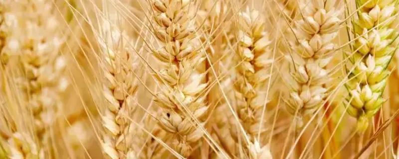 涡麦606小麦品种简介，中抗白粉病