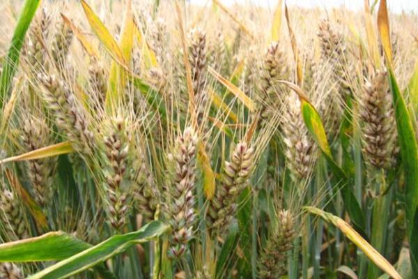 金粒9号小麦种子特征特性，适宜播种期10月上中旬