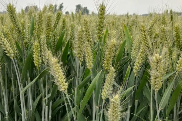 西农99小麦种子特点，适宜播种期为10月中下旬