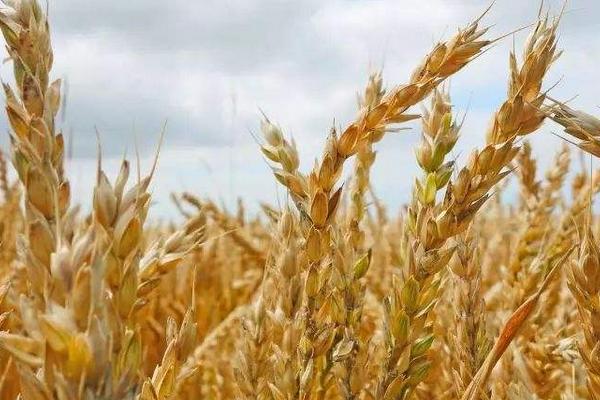 中育9302小麦品种简介，全生育期平均224.9天
