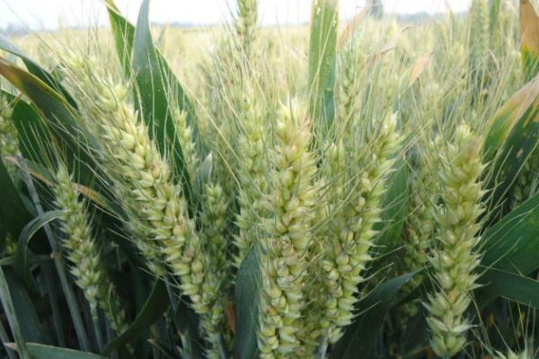 衡麦26小麦种子简介，高抗叶锈病