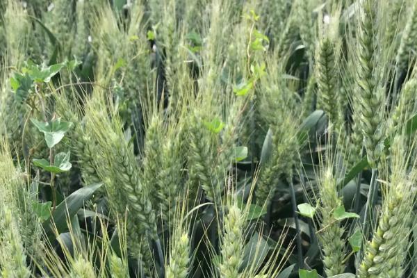 大平原1号小麦品种简介，适宜播期10月中下旬