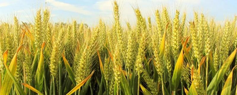 扬麦24小麦种子特点，2.种植密度及注意点