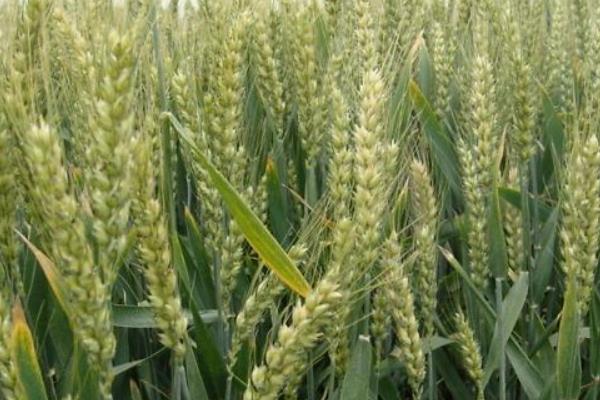 衡H1217小麦种简介，适宜播期为10月上中旬
