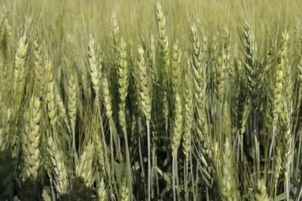 衡H1217小麦种简介，适宜播期为10月上中旬