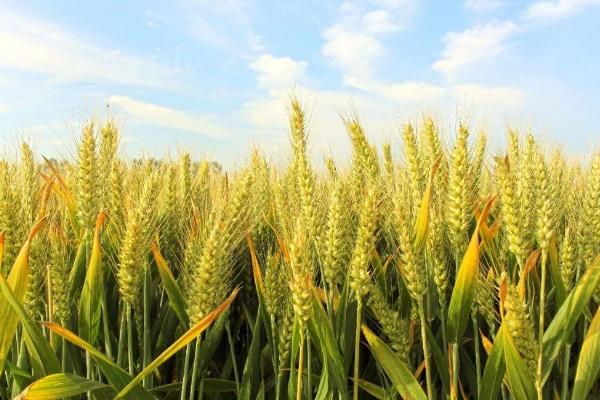临旱9号小麦品种简介，每亩适宜播量12－15千克