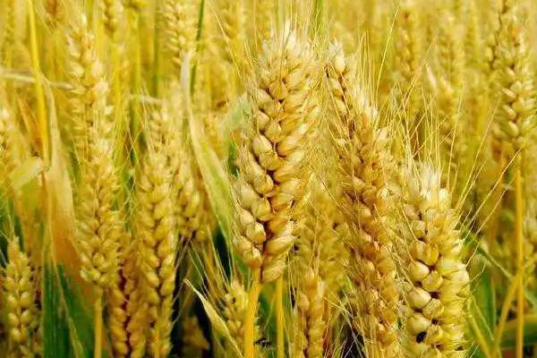 扬麦24小麦种子特点，2.种植密度及注意点