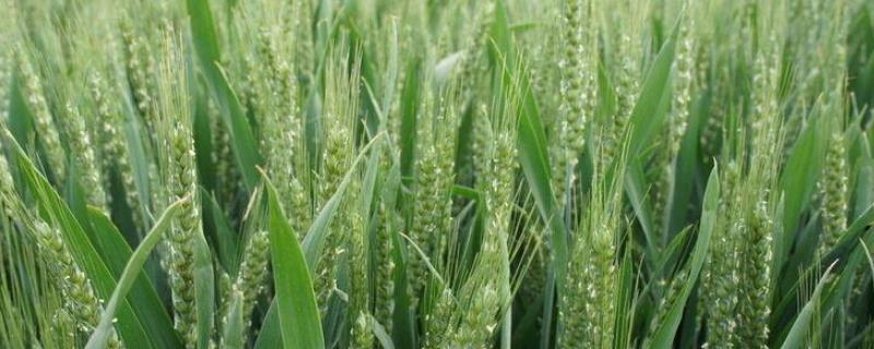 衡H1217小麦品种简介，适宜播期为10月上中旬