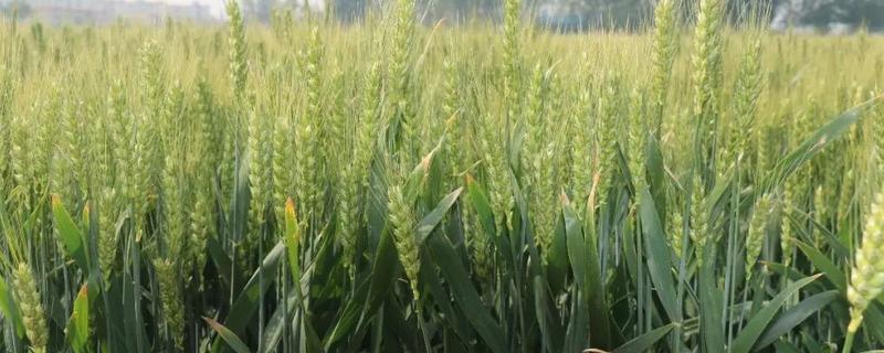 鲁研128小麦种子特征特性，每亩适宜基本苗15万－18万