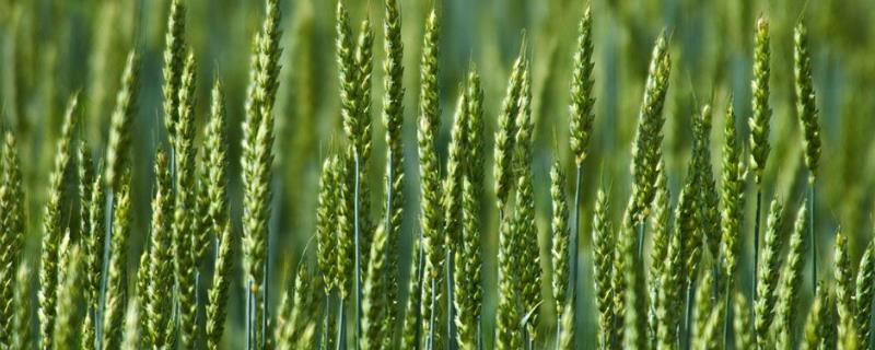 濮麦168小麦种子介绍，适宜播种期10月上中旬