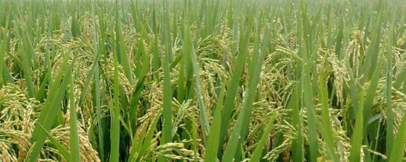徐稻13号水稻种子特征特性，每亩基本苗10万左右
