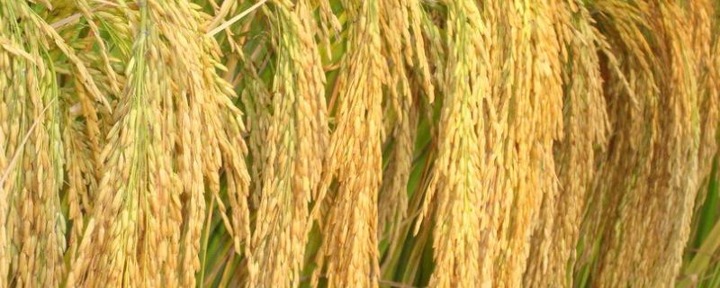 民升优丝占水稻种子特点，秧田期注意施药防治稻飞虱