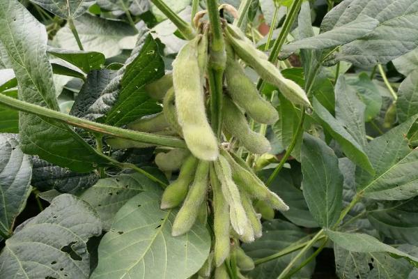 黑农102大豆品种简介，低肥力地块18000株
