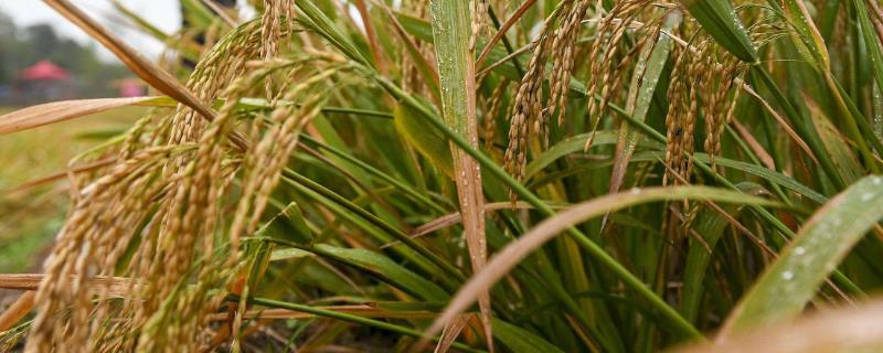 菲两优7605水稻种子特征特性，一般7月上中旬播种