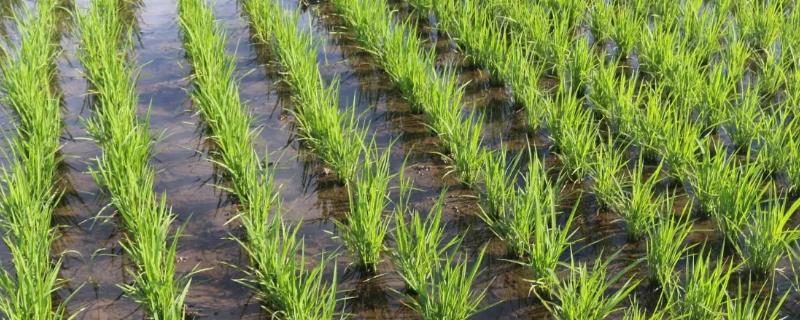 宇两优丝占水稻品种的特性，一般7月上中旬播种