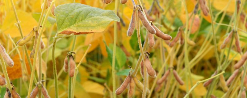 合农118大豆种子简介，中肥力地块23000株