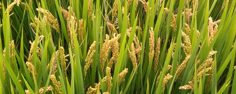 韵两优531水稻种子特征特性，秧田期注意施药防治稻飞虱