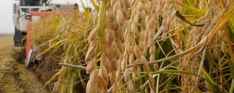 韵两优516水稻种简介，秧田亩播种量8－10千克