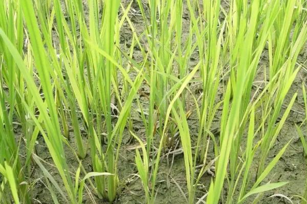 宇两优827水稻种子介绍，秧田亩播种量8－10千克