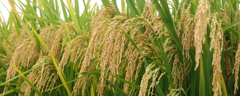 宇两优827水稻种子介绍，秧田亩播种量8－10千克